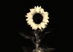 Szary + Sepia