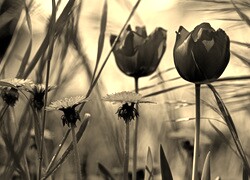 Szary + Sepia
