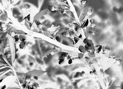 Szary + Negatyw