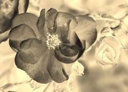 Sepia + Negatyw