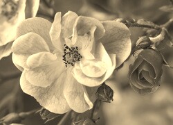 Sepia