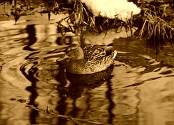 Sepia