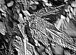 Skamielina