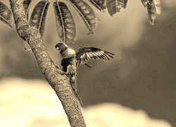 Sepia