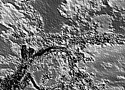 Skamielina