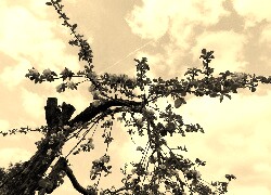 Szary + Sepia