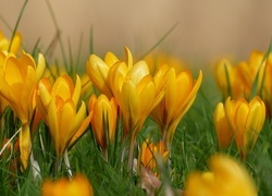 Oryginalny obrazek