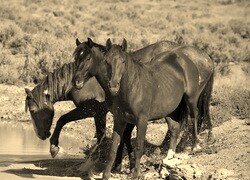 Szary + Sepia