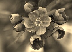 Szary + Sepia