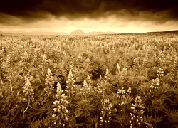 Sepia