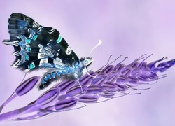 Negatyw