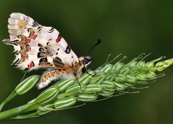 Oryginalny obrazek