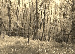 Szary + Sepia