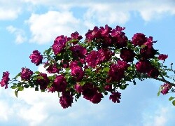 Oryginalny obrazek