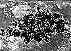 Skamielina