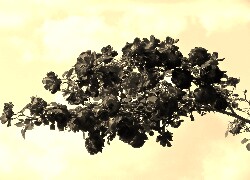 Szary + Sepia