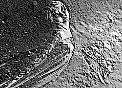 Skamielina
