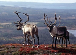 Oryginalny obrazek