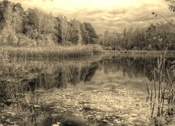 Szary + Sepia
