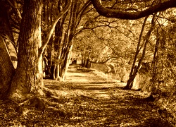 Sepia