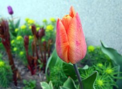 Oryginalny obrazek
