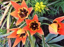 Oryginalny obrazek