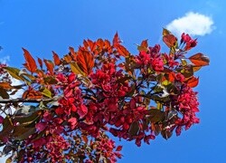 Oryginalny obrazek