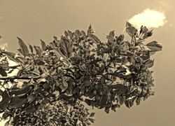Szary + Sepia