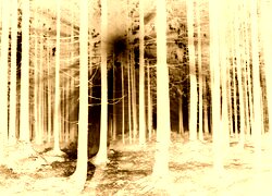 Sepia + Negatyw