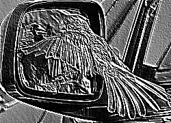 Skamielina