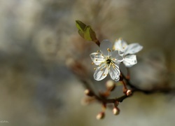 Oryginalny obrazek