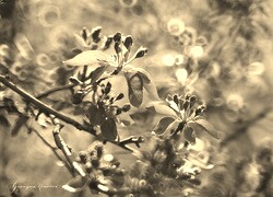 Szary + Sepia