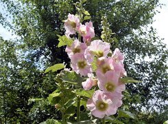 Oryginalny obrazek