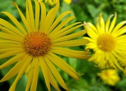 Oryginalny obrazek