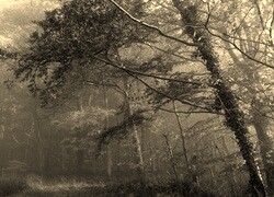 Szary + Sepia