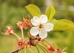 Oryginalny obrazek