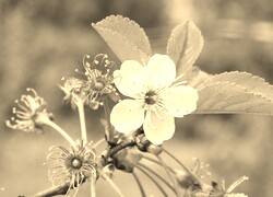 Szary + Sepia