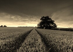 Szary + Sepia