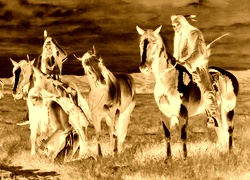 Sepia + Negatyw