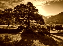 Sepia