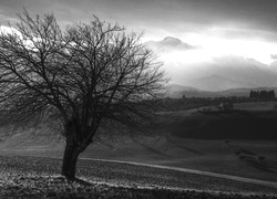 Szary + Sepia