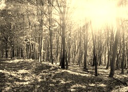 Szary + Sepia