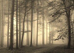 Szary + Sepia