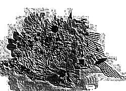 Skamielina