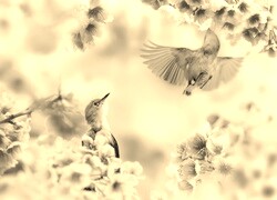 Szary + Sepia