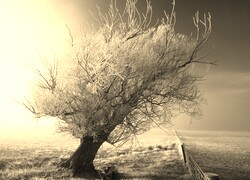 Szary + Sepia