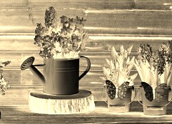 Sepia + Negatyw