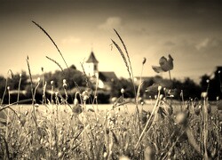 Szary + Sepia