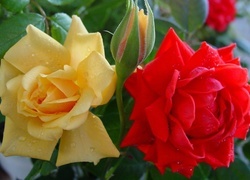 Oryginalny obrazek