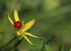 Oryginalny obrazek